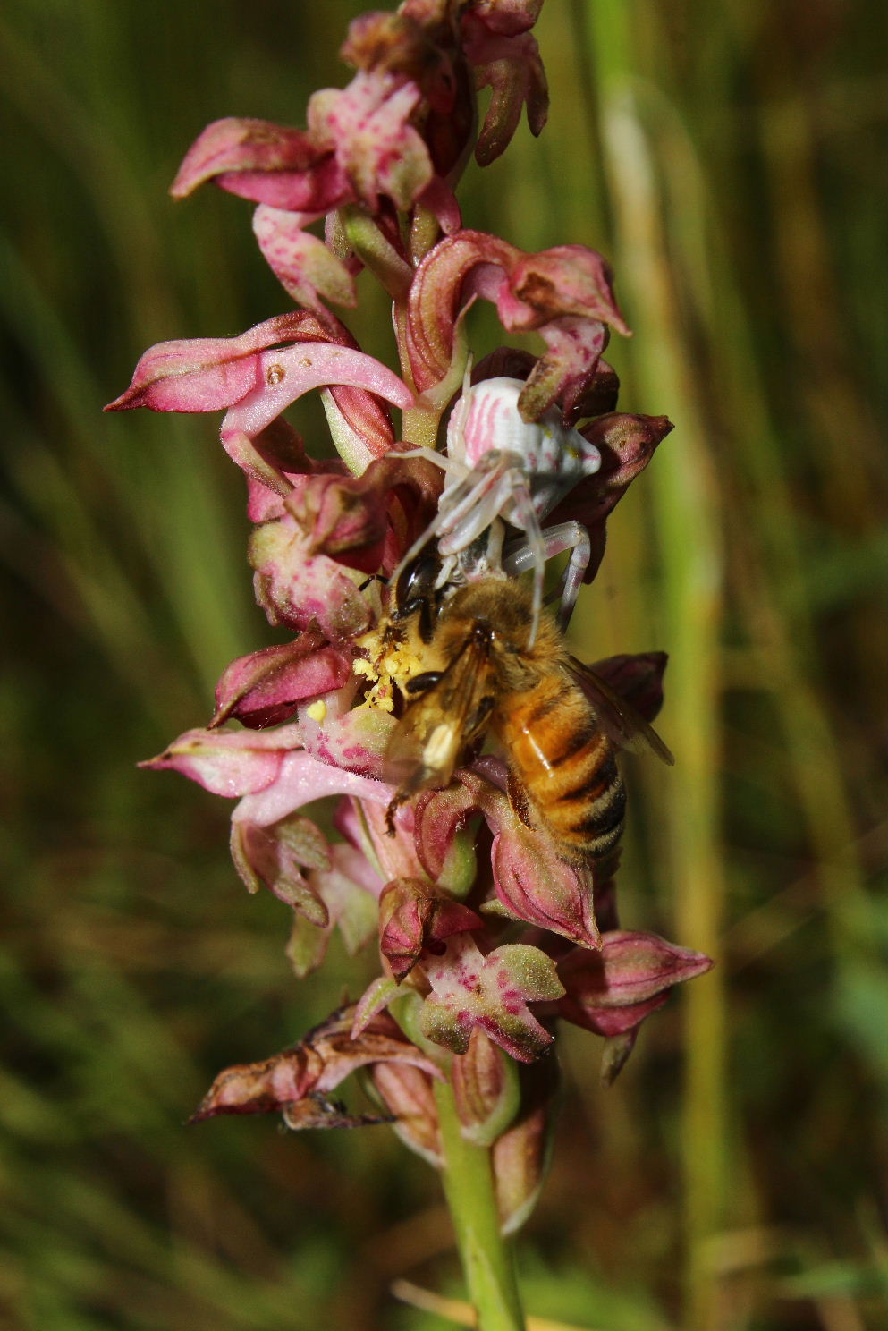 Ape su Anacamptis coriophora